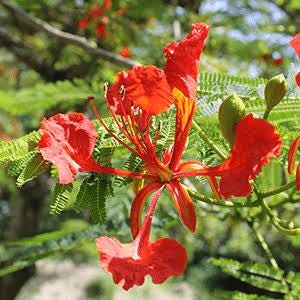 Royal poinciana seeds - packet of 20 (Delonix regia)