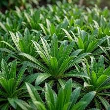 Culantro seeds (Eryngium foetidum) (~250 seeds)