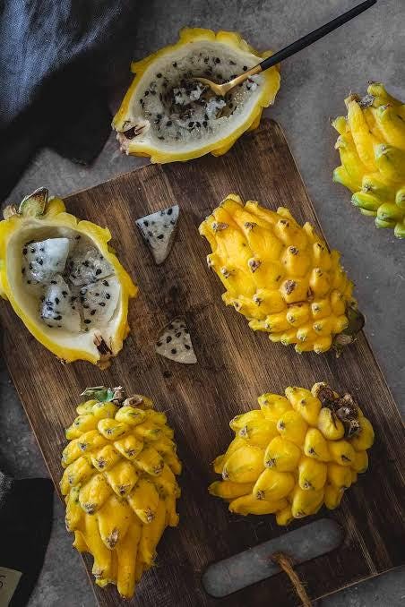 Yellow dragon fruit live cactus sprouts (4-pack) (Selenicereus megalanthus, synonym Hylocereus megalanthus)