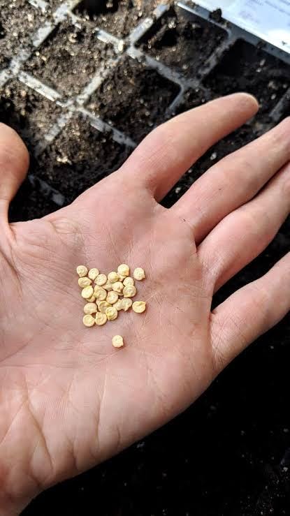 Large cherry tomato seeds (Solanum lycopersicum) (~250 seeds)