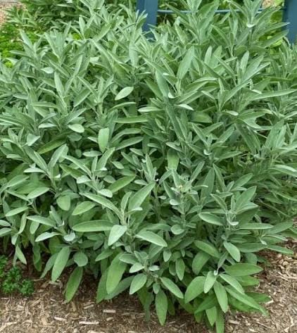 Freshly picked savory sage sprigs (Salvia officinalis)