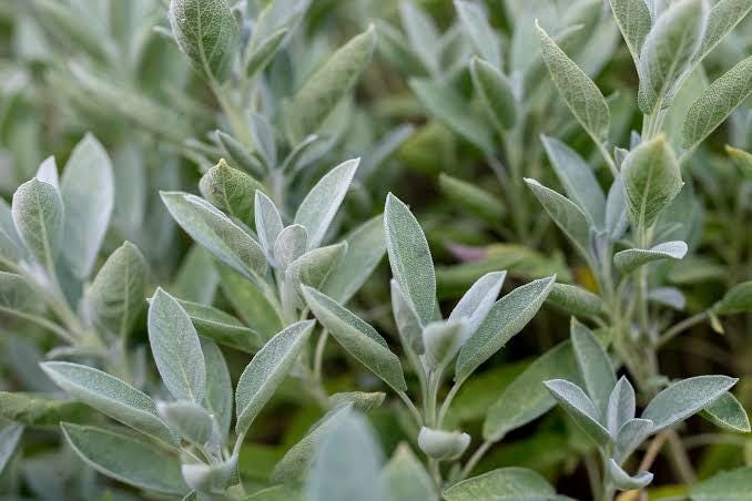 Freshly picked savory sage sprigs (Salvia officinalis)