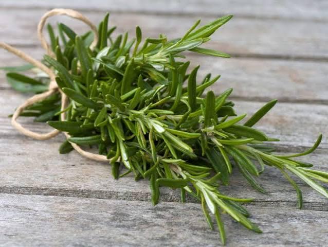 Freshly picked rosemary sprigs (Salvia rosmarinus, formerly Rosmarinus officinalis)