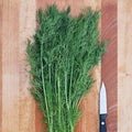 Freshly picked dill sprigs (Anethum graveolens)