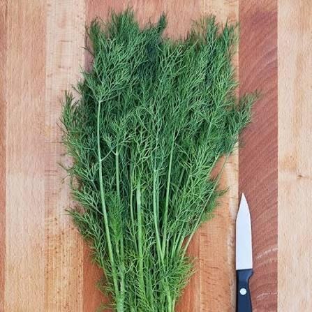 Freshly picked dill sprigs (Anethum graveolens)