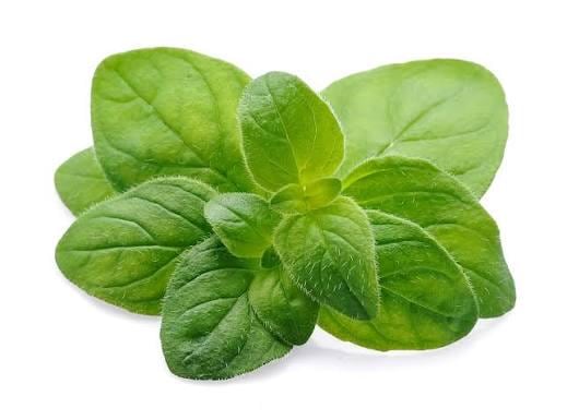 Freshly picked oregano sprigs (Origanum vulgare)