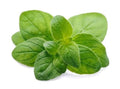 Freshly picked oregano sprigs (Origanum vulgare)