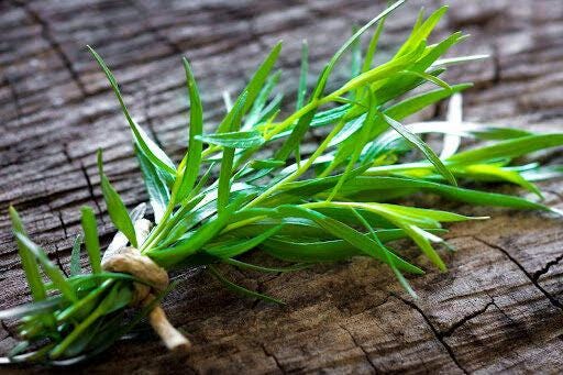 Freshly picked French tarragon sprigs (Artemisia dracunculus var. sativa)
