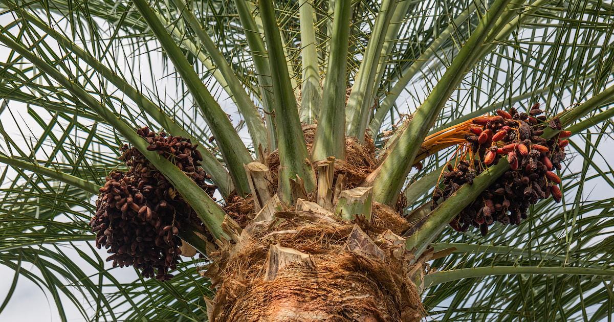 Medjool date palm seeds (Phoenix dactylifera medjool)