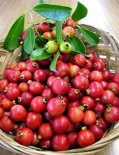 Strawberry guava seeds (harvested July 2026) (Psidium cattleianum)