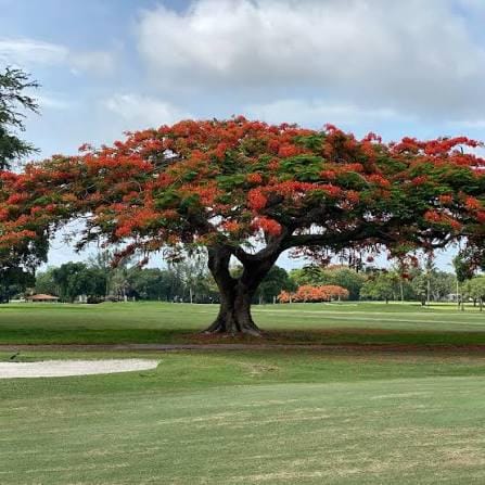 Royal poinciana seeds - packet of 20 (Delonix regia)