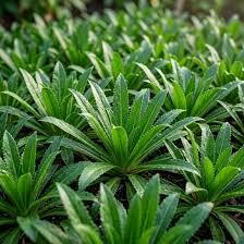 Freshly picked culantro leaves (Eryngium foetidum)