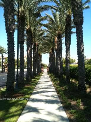 Medjool date palm seeds (Phoenix dactylifera medjool)