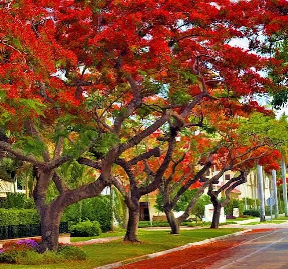 Royal poinciana seeds - packet of 20 (Delonix regia)