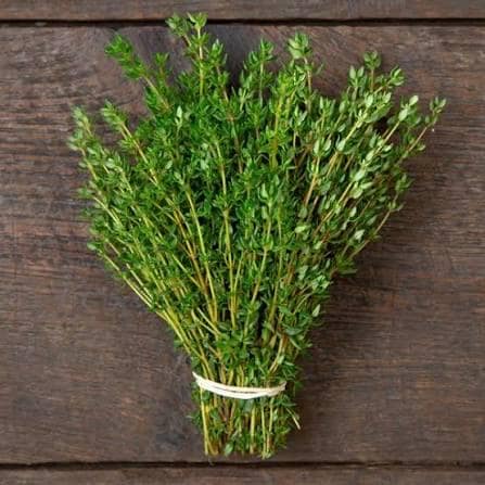 Freshly picked garden thyme sprigs (Thymus vulgaris)