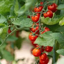 Large cherry tomato seeds (Solanum lycopersicum) (~250 seeds)