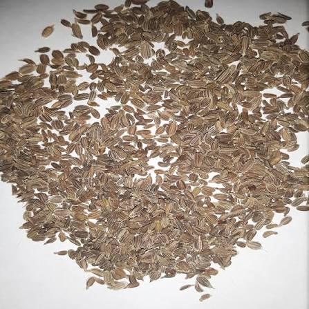 Tendersweet carrot seeds (harvested 2026) (Daucus carota) (2 grams or ~1,500 seeds)