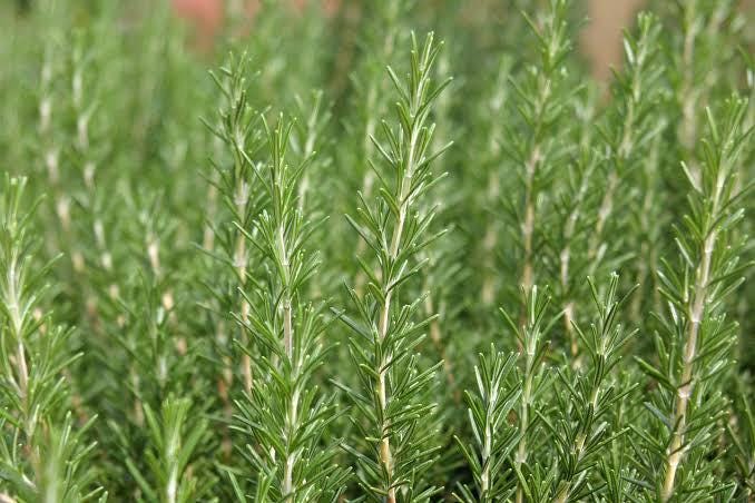 Freshly picked rosemary sprigs (Salvia rosmarinus, formerly Rosmarinus officinalis)