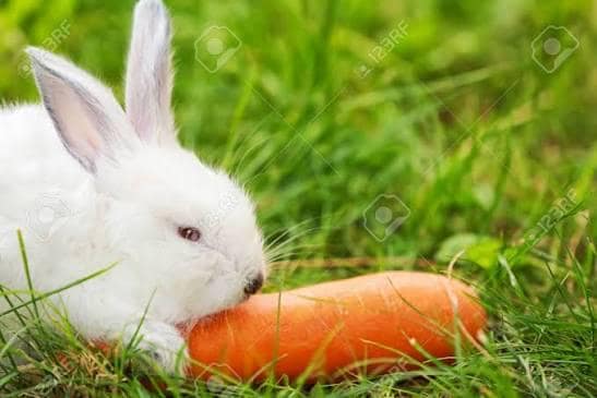 Tendersweet carrot seeds (harvested 2026) (Daucus carota) (2 grams or ~1,500 seeds)