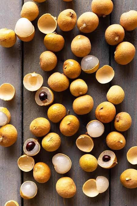 Longan tree live sprouts (1 tree sprout) (Dimocarpus longan)