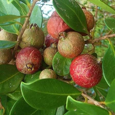 Strawberry guava seeds (harvested July 2026) (Psidium cattleianum)
