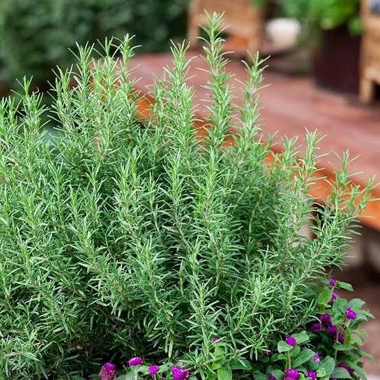 Freshly picked rosemary sprigs (Salvia rosmarinus, formerly Rosmarinus officinalis)