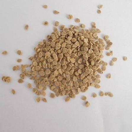 Large cherry tomato seeds (Solanum lycopersicum) (~250 seeds)