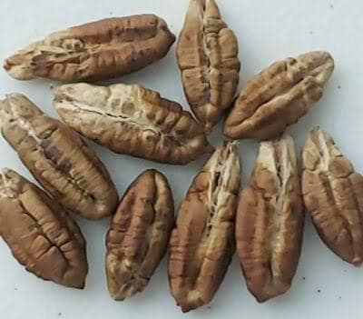 Medjool date palm seeds (Phoenix dactylifera medjool)