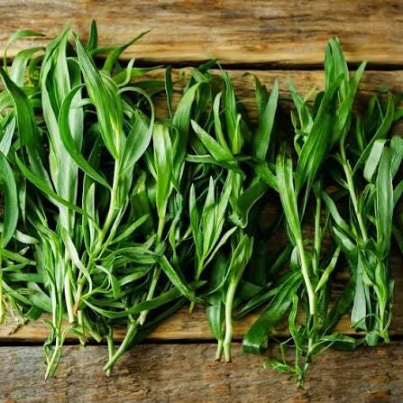 Freshly picked French tarragon sprigs (Artemisia dracunculus var. sativa)