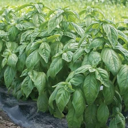 Freshly picked Genovese basil sprigs (Ocimum basilicum)