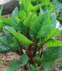 Red malabar spinach live vine sprouts (4-pack) (Basella alba rubra)