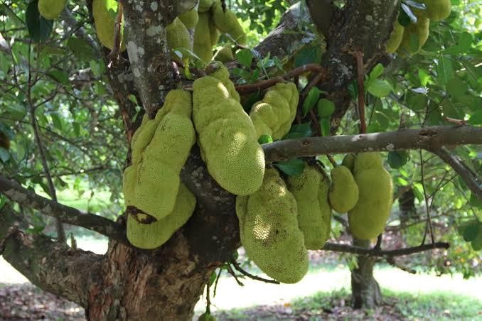 Jackfruit seeds (at least 15 seeds) (Artocarpus heterophyllus)