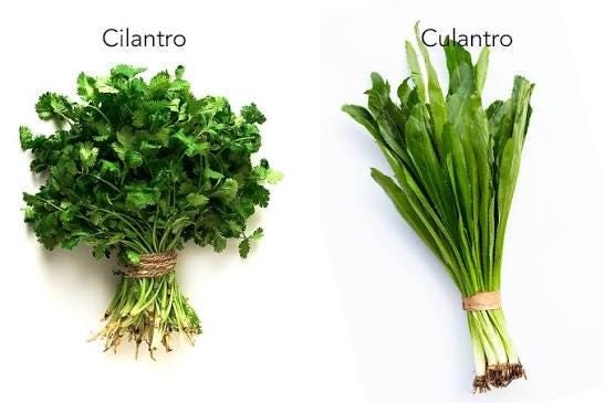 Culantro seeds (Eryngium foetidum) (~250 seeds)