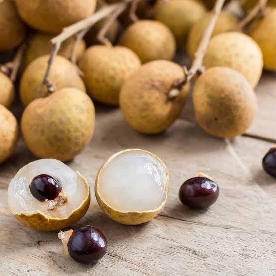 Longan tree live sprouts (1 tree sprout) (Dimocarpus longan)