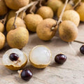 Longan tree live sprouts (1 tree sprout) (Dimocarpus longan)
