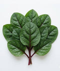Red malabar spinach live vine sprouts (4-pack) (Basella alba rubra)