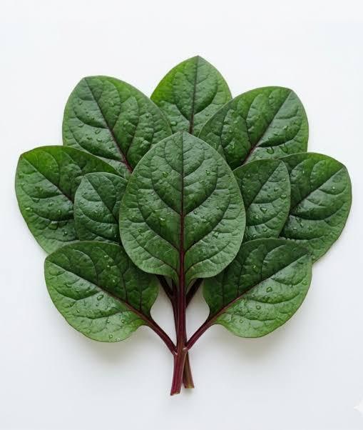 Red malabar spinach live vine sprouts (4-pack) (Basella alba rubra)