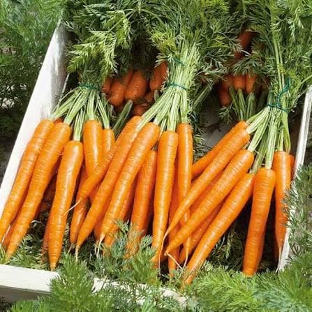 Tendersweet carrot seeds (harvested 2026) (Daucus carota) (2 grams or ~1,500 seeds)