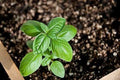 Genovese basil seeds (harvested 2026) (Ocimum basilicum) (2 grams or ~1,250 seeds)