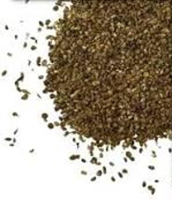 Culantro seeds (Eryngium foetidum) (~250 seeds)