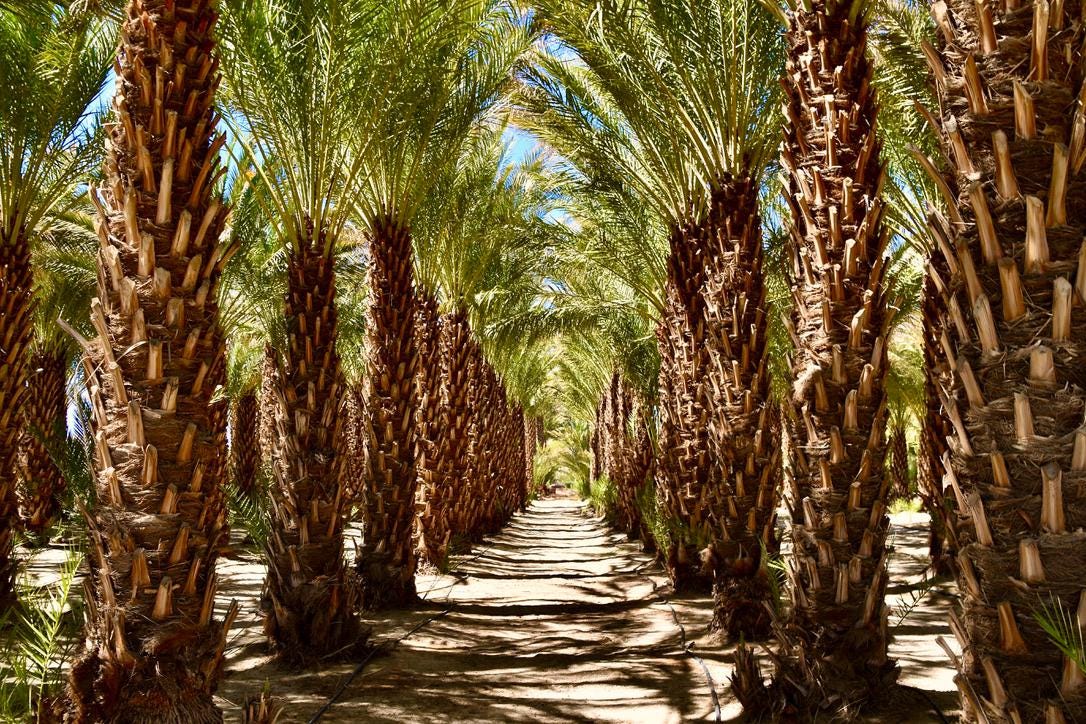 Medjool date palm seeds (Phoenix dactylifera medjool)