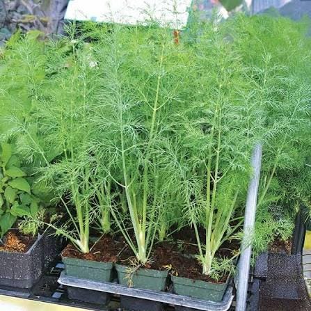 Freshly picked dill sprigs (Anethum graveolens)