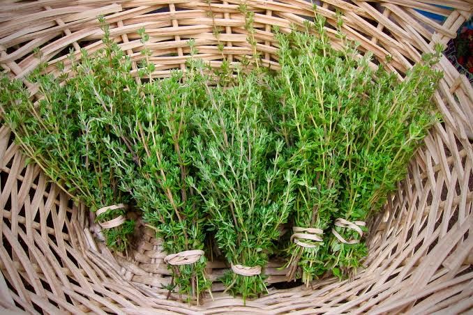 Freshly picked garden thyme sprigs (Thymus vulgaris)