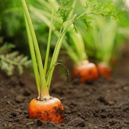 Tendersweet carrot seeds (harvested 2026) (Daucus carota) (2 grams or ~1,500 seeds)