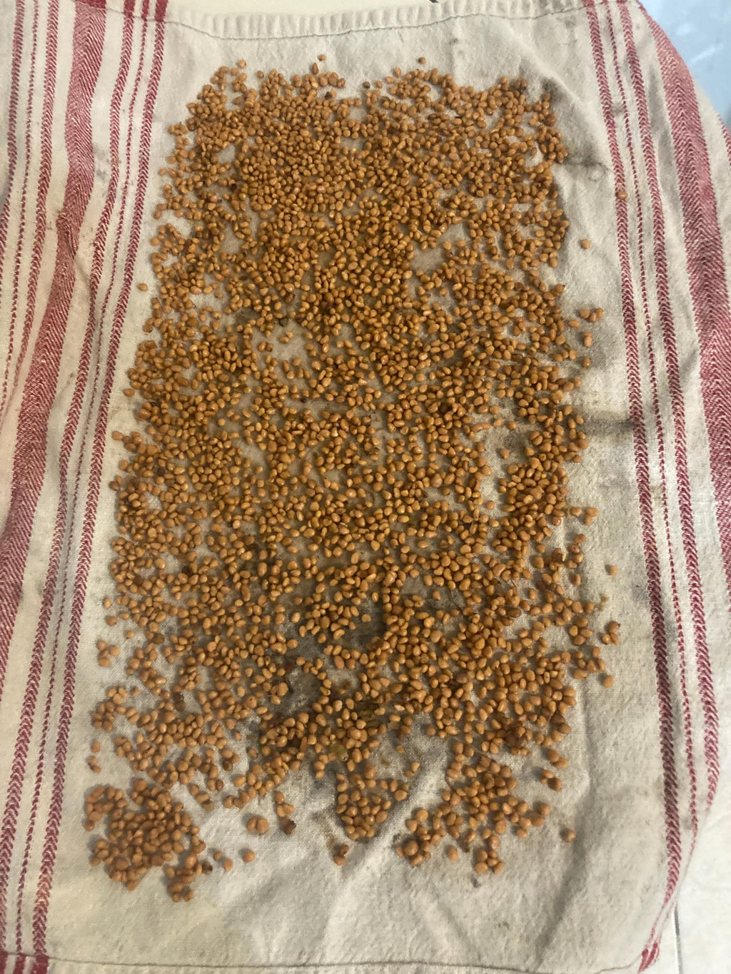 Strawberry guava seeds (harvested July 2026) (Psidium cattleianum)