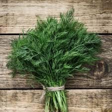 Freshly picked dill sprigs (Anethum graveolens)