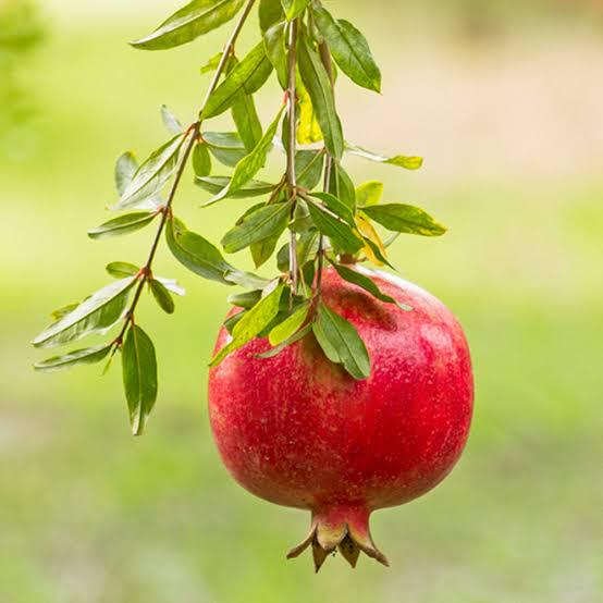Pomegranate seeds (Punica granatum) (at least 25 seeds)