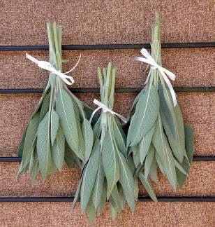 Freshly picked savory sage sprigs (Salvia officinalis)
