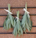 Freshly picked savory sage sprigs (Salvia officinalis)