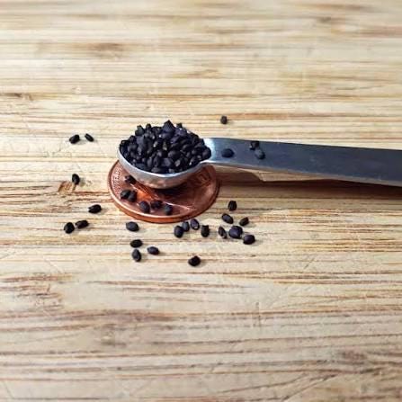 Genovese basil seeds (harvested 2026) (Ocimum basilicum) (2 grams or ~1,250 seeds)